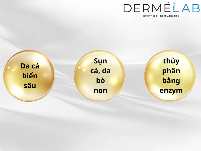 Collagen có kích thước nhỏ nhất là loại nào