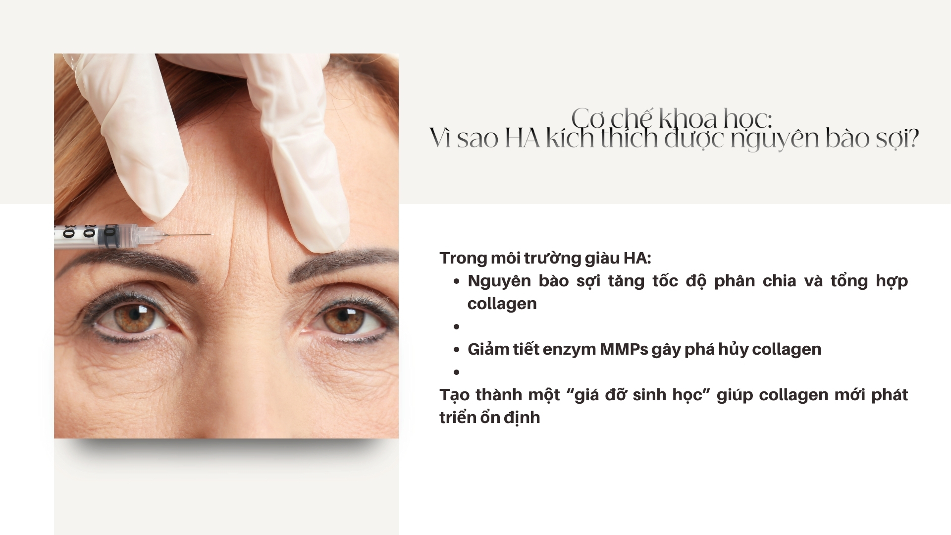 Cơ chế khoa học: Vì sao HA kích thích được nguyên bào sợi?